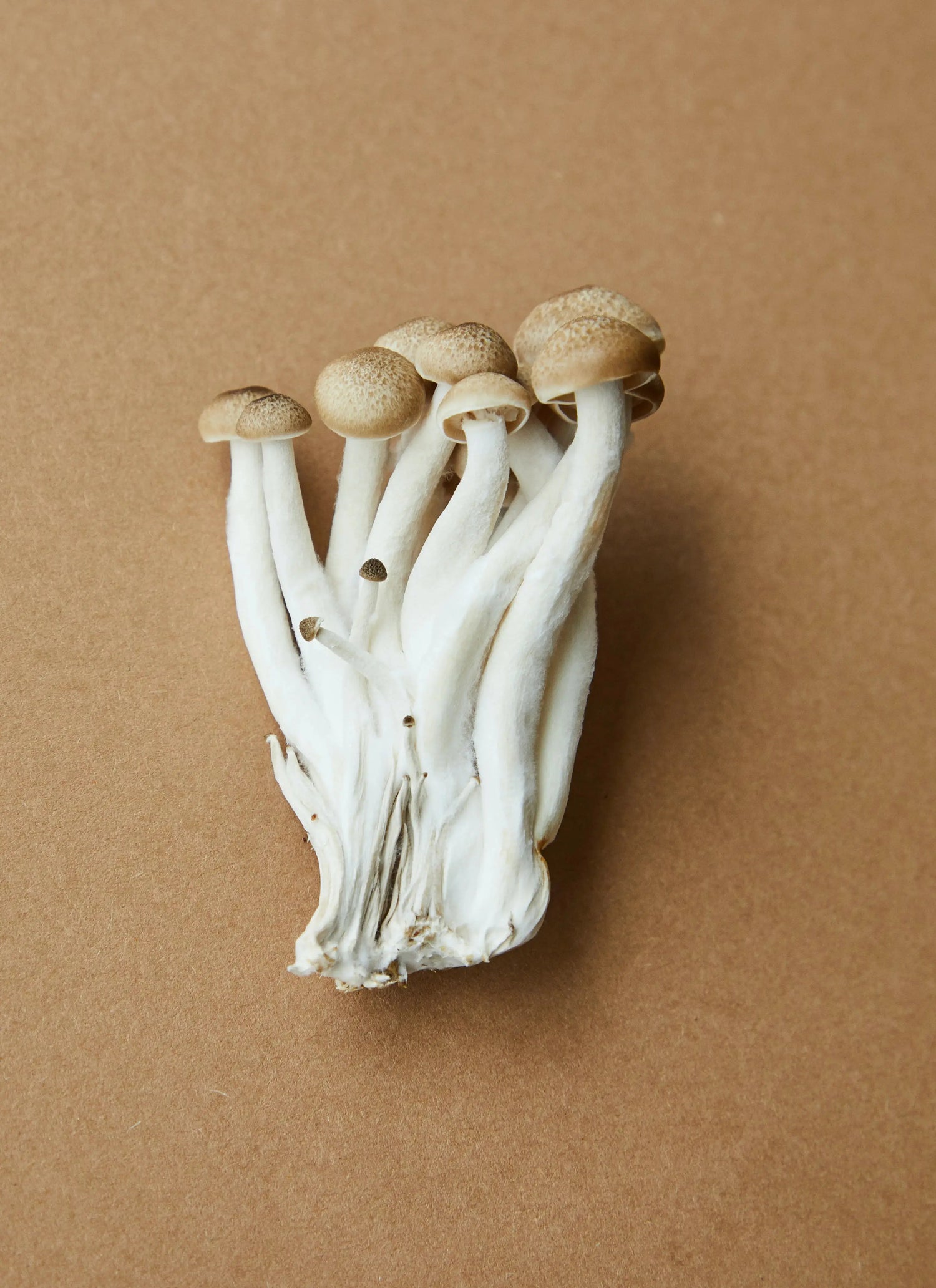 mushrooms  - American White Label